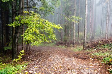 sonbahar renkli orman ağaçları puslu akşam
