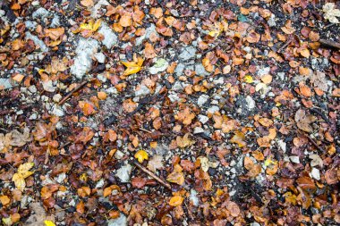 Soyut orman renkli sonbahar yaprakları