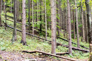 sonbahar renkli orman ağaçları