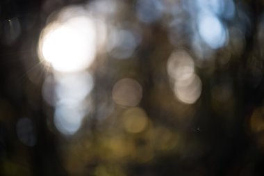 sonbahar renkli arka plan bulanıklık