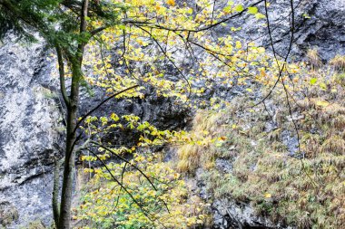 sonbahar renkli orman ağaçları