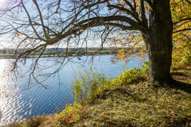 mavi gökyüzü ile renk arkaplan üzerinde eski büyük ağaç