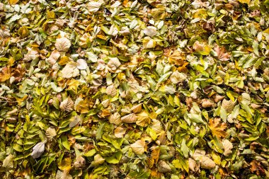 Soyut orman renkli sonbahar yaprakları