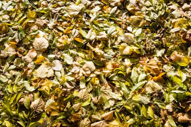 Soyut orman renkli sonbahar yaprakları