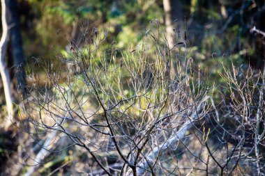 sonbahar renkli orman soyut