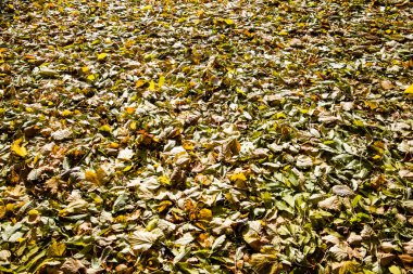 Soyut orman renkli sonbahar yaprakları