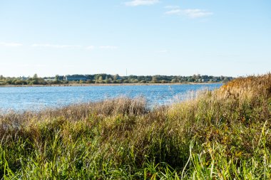 sonbahar renkli orman soyut