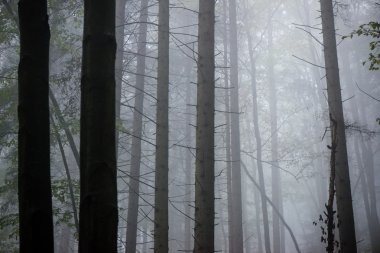 Ağır Sis renkler sonbahar ağaçlarda ormandaki