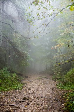 Ağır Sis renkler sonbahar ağaçlarda ormandaki