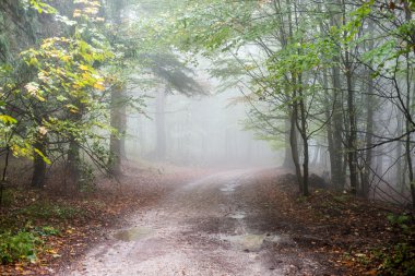 Ağır Sis renkler sonbahar ağaçlarda ormandaki