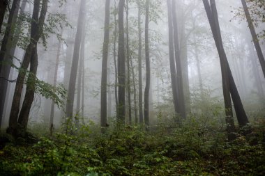 Ağır Sis renkler sonbahar ağaçlarda ormandaki
