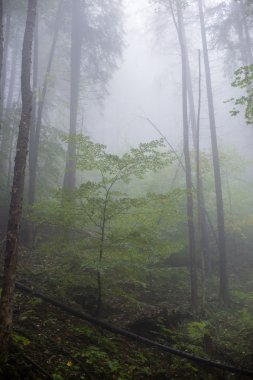 Ağır Sis renkler sonbahar ağaçlarda ormandaki