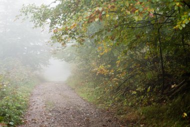Ağır Sis renkler sonbahar ağaçlarda ormandaki