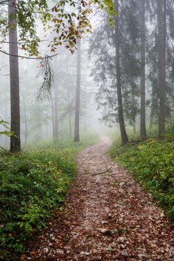 Ağır Sis renkler sonbahar ağaçlarda ormandaki