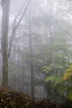 Ağır Sis renkler sonbahar ağaçlarda ormandaki
