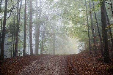 Ağır Sis renkler sonbahar ağaçlarda ormandaki
