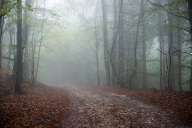 Ağır Sis renkler sonbahar ağaçlarda ormandaki