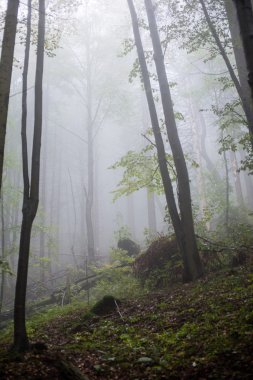 Ağır Sis renkler sonbahar ağaçlarda ormandaki