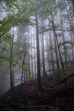 Ağır Sis renkler sonbahar ağaçlarda ormandaki