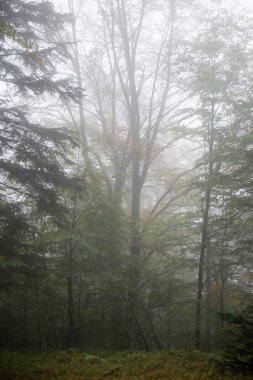 Ağır Sis renkler sonbahar ağaçlarda ormandaki