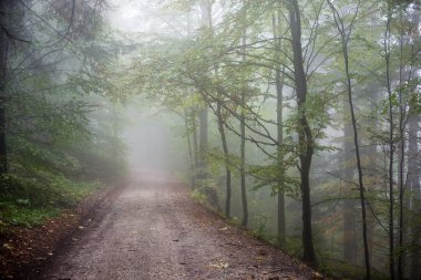 Ağır Sis renkler sonbahar ağaçlarda ormandaki