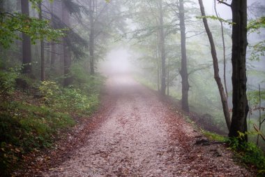 Ağır Sis renkler sonbahar ağaçlarda ormandaki