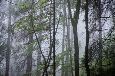 Ağır Sis renkler sonbahar ağaçlarda ormandaki