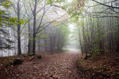 Ağır Sis renkler sonbahar ağaçlarda ormandaki