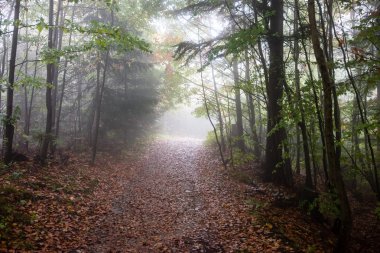 Ağır Sis renkler sonbahar ağaçlarda ormandaki