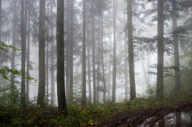 Ağır Sis renkler sonbahar ağaçlarda ormandaki