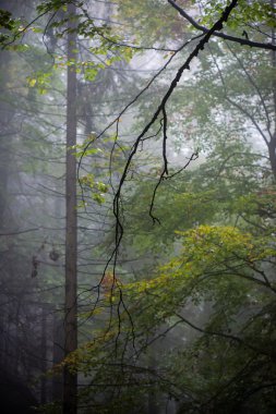 Ağır Sis renkler sonbahar ağaçlarda ormandaki