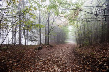 Ağır Sis renkler sonbahar ağaçlarda ormandaki