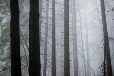 Ağır Sis renkler sonbahar ağaçlarda ormandaki