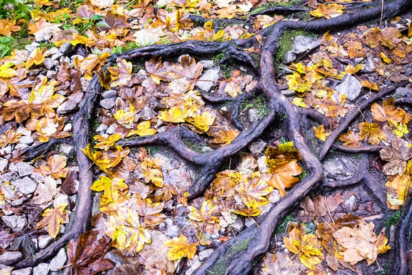 Herbst farbigen Wald Blätter abstrakt — Stockfoto