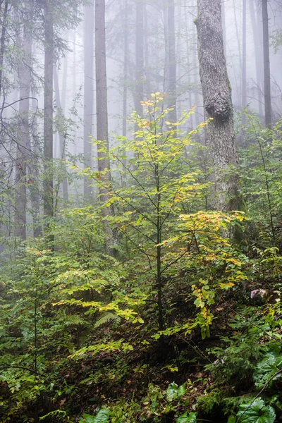 Autunno alberi di foresta colorati nella sera nebbiosa — Foto Stock