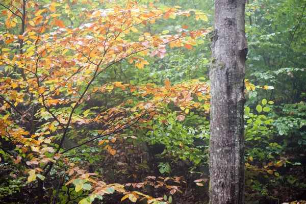Hösten färgade skogsträd i dimmiga kväll — Stockfoto