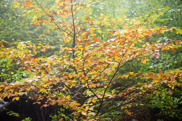 霧の夜の色の森紅葉 — ストック写真