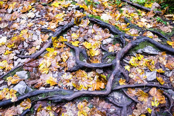 Осенние листья леса абстрактны — стоковое фото