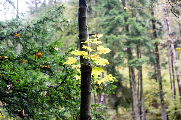 Hösten färgade skogsträd — Stockfoto