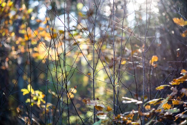 秋天彩色森林叶子对太阳 — 图库照片
