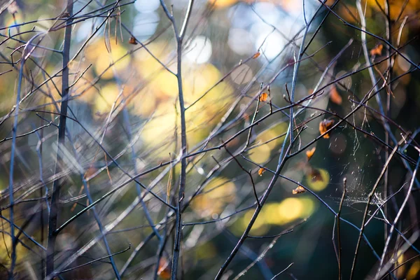 逆光色秋葉します。 — ストック写真