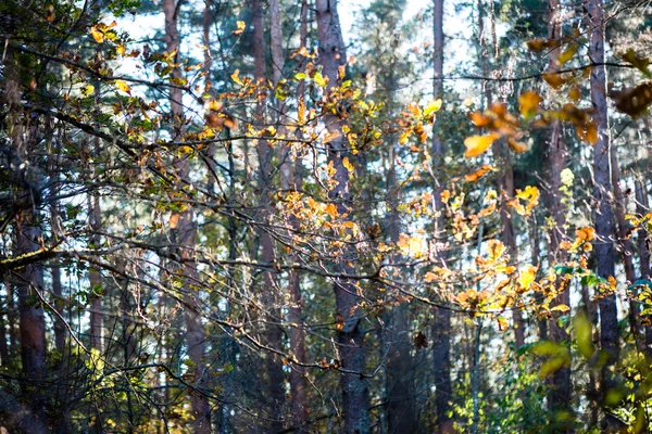 Hojas de bosque de color otoñal contra el sol —  Fotos de Stock