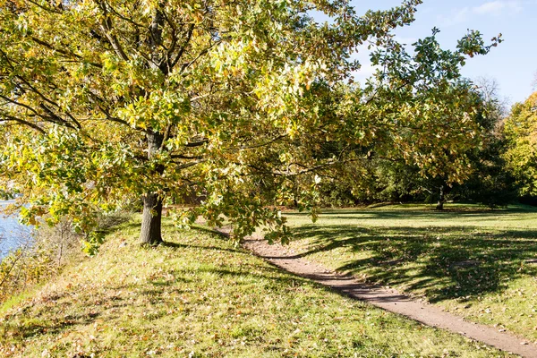 Old big tree on color background with blue sky — Stock Photo, Image