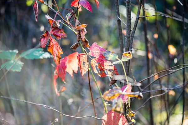 Hojas de bosque de color otoñal contra el sol — Foto de Stock