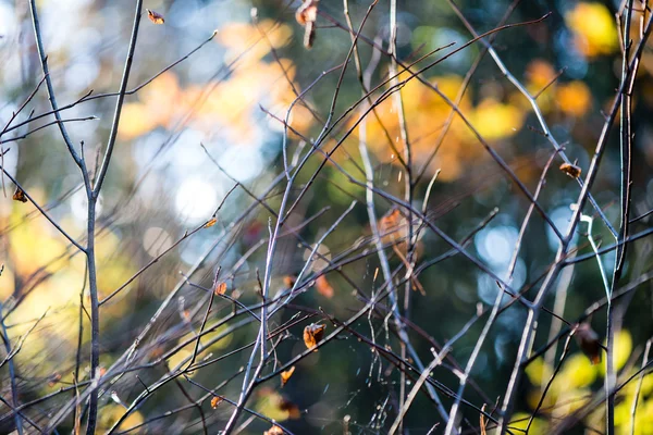 Podzimní les barevné listy proti slunci — Stock fotografie