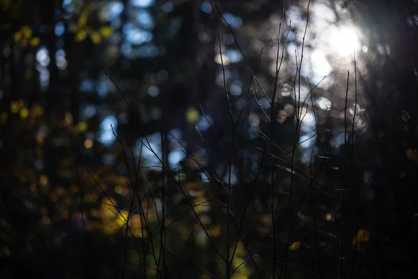 Autumn colored forest leaves against the sun — Stock Photo, Image