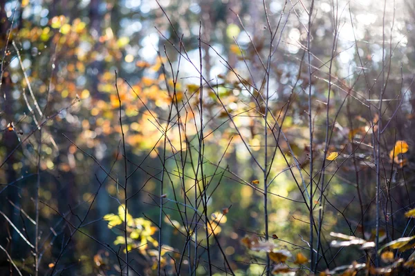 Herfst, gekleurde bos laat tegen de zon — Stockfoto