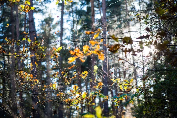 逆光色秋葉します。 — ストック写真