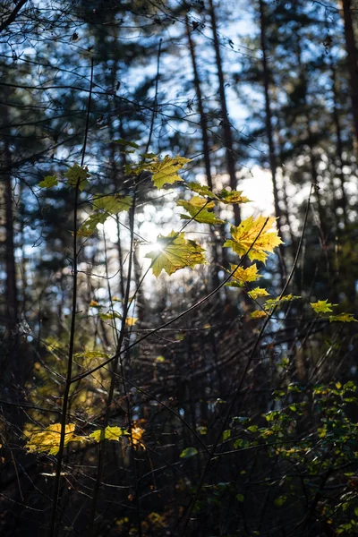Feuilles de forêt de couleur automne contre le soleil — Photo