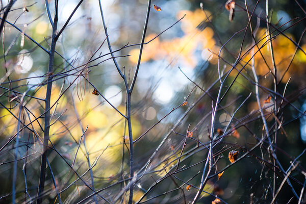 autumn colored forest leaves against the sun